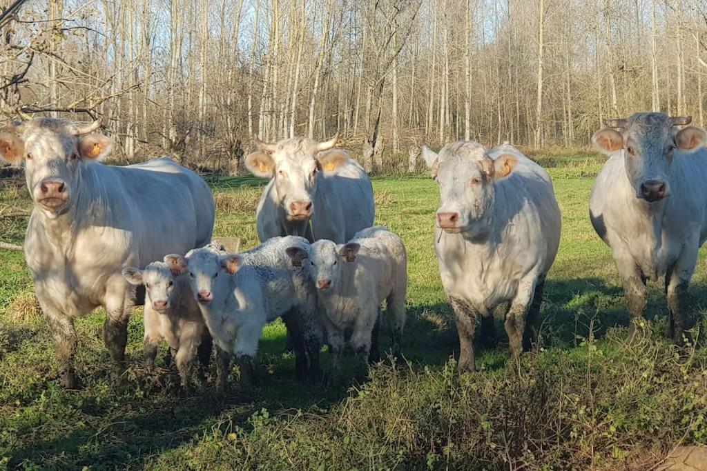 Le Logis Du Heron Coulon Kültér fotó